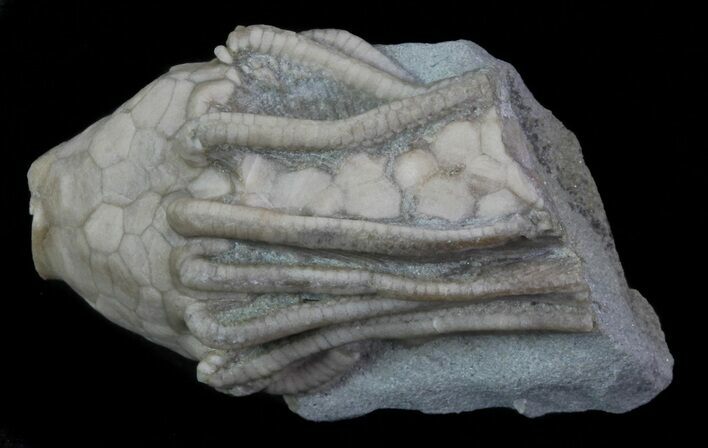 Bargain, Macrocrinus Crinoid Fossil - Crawfordsville, Indiana #68509